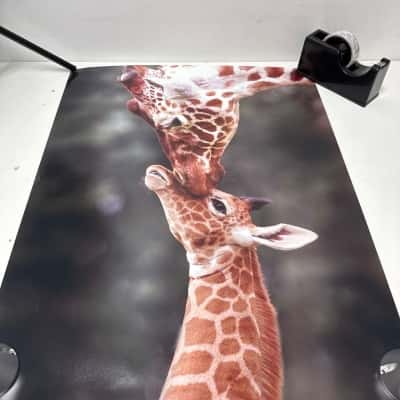 90cm x 60cm Giraffes photo 