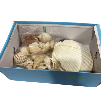 1.500kg Box Of Shells