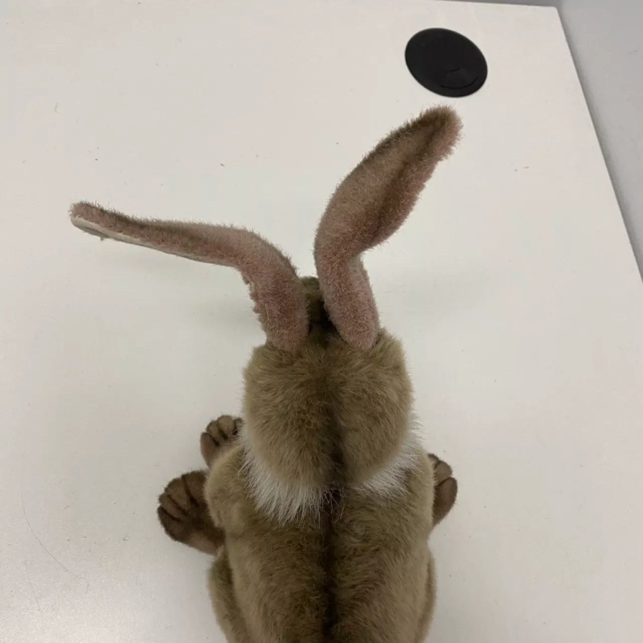 Toy Jack Rabbit Plush Realistic Jack Rabbit Plush Toy(s)