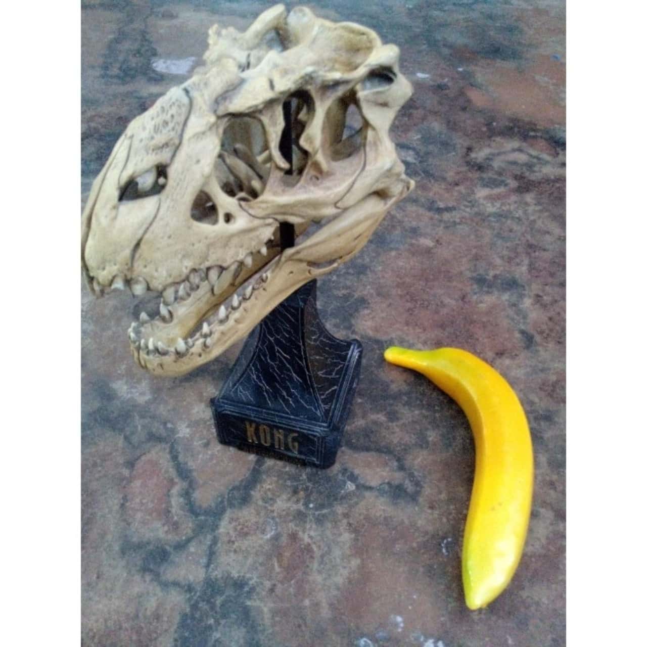 Kong V-Rex Skull Weta Collectables 194/4000(s) - Used Good