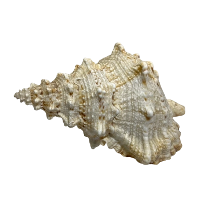 Tutufa rubeta, known as a Frog Shell.