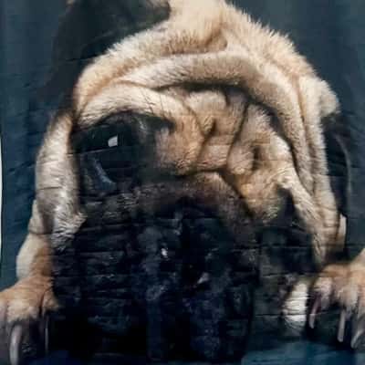 Blackmilk One Piece Leotard Pug Design Size S