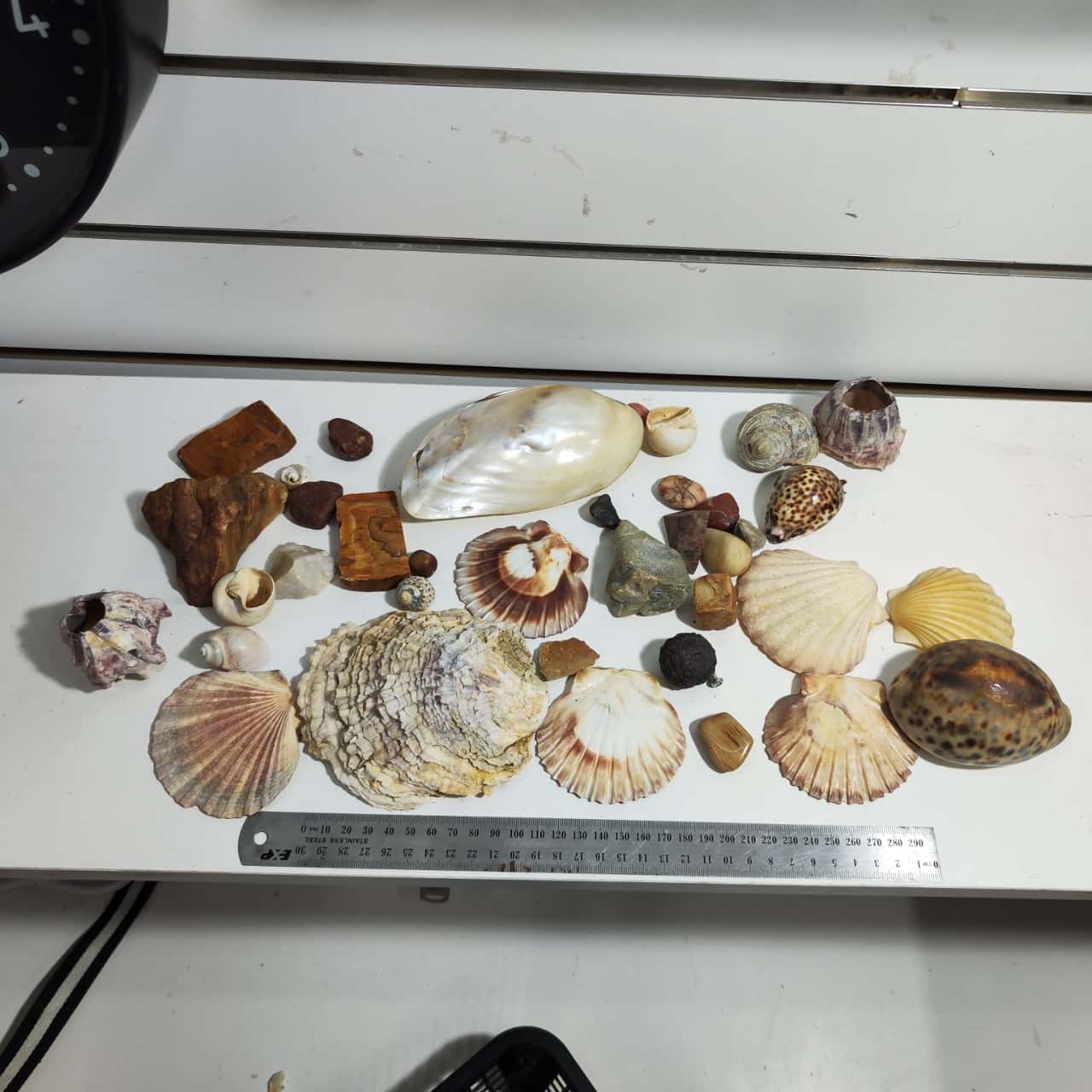 Collection of Rocks and Shells