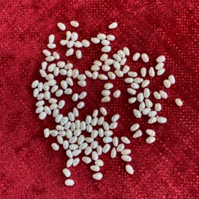 Fresh water pearl 