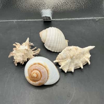 4 Shells