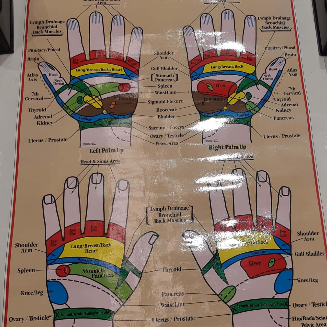 International Institute of Reflexology HAND CHART "Ingham Method"