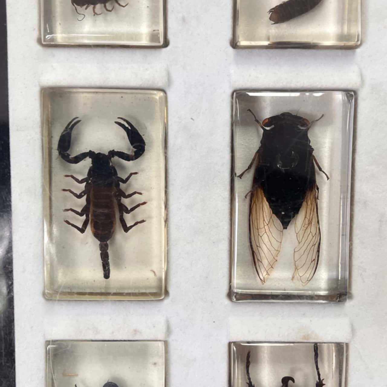 LARGE BUG COLLECTION