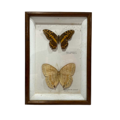 Vintage Butterflys (papilio demodocus from Central Africa & stichophthalma howqua from china)