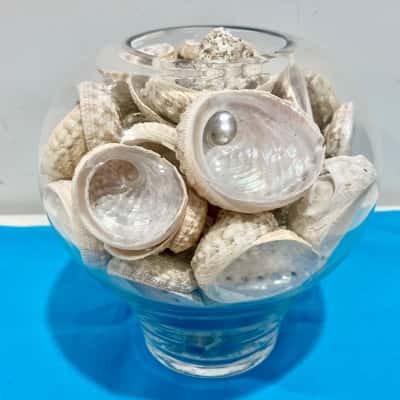 Gorgeous Shell Display in Vase 