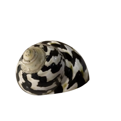 Turbo Shell 