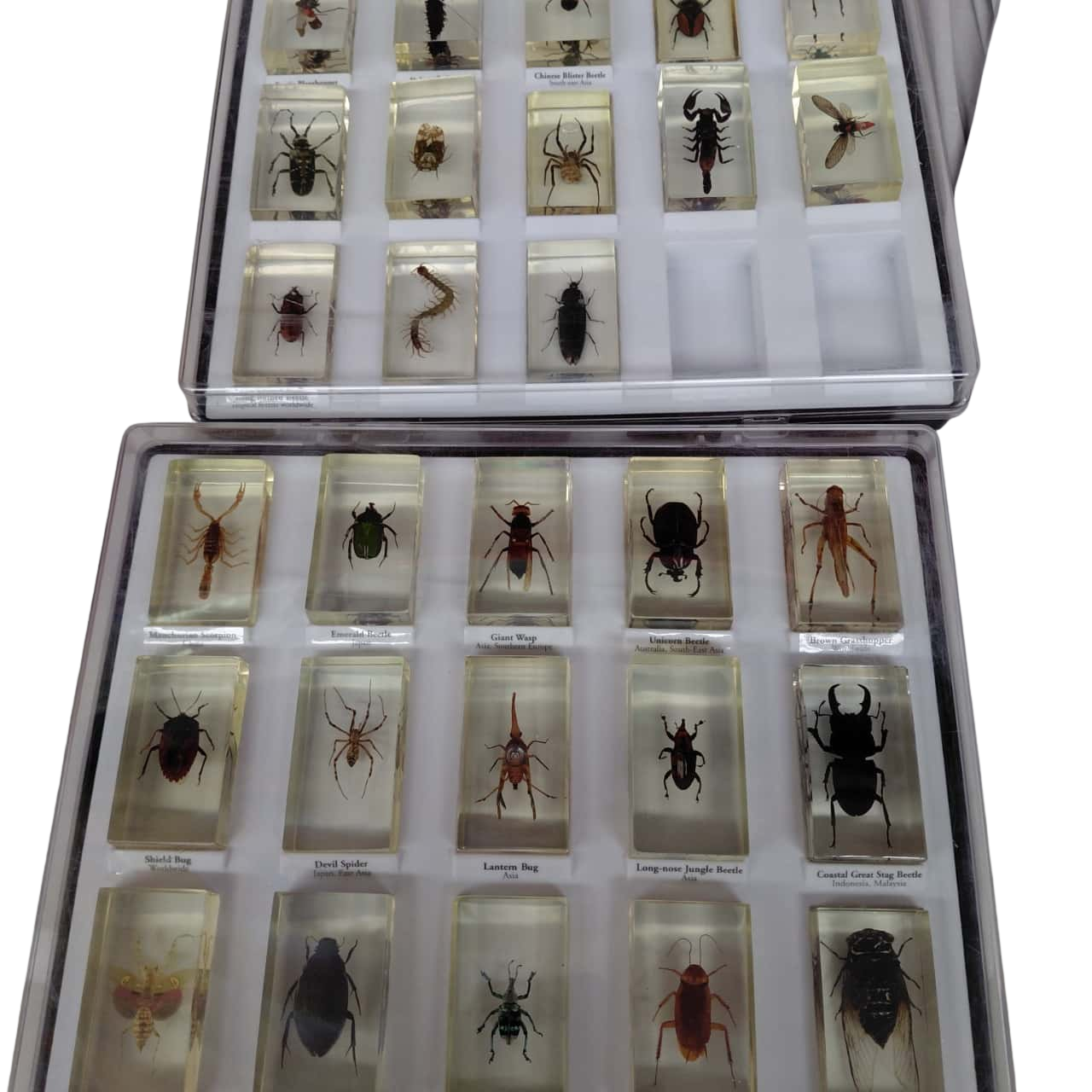 Real Bug Collection Bug Collection (s) - New Without Tags | Salvos Stores