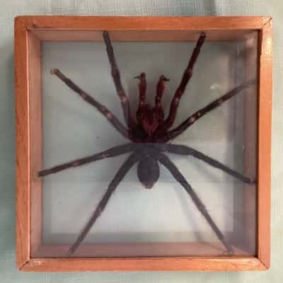 Preserved Tarantula Spider Taxidermy – Mounted & Framed 