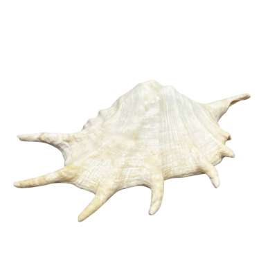 Large Shell 32Cm Decoration