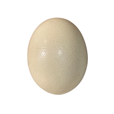 Decorative Ostrich Egg