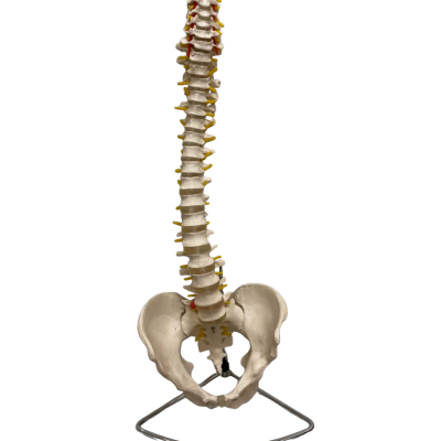 Movable spine and pelvis model