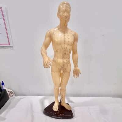 A Human Male Accupuncture model