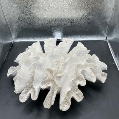 Large Vintage Natural Coral Skeleton 