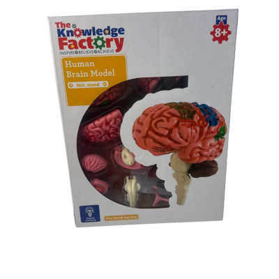 The knowledge factory human brain model with stand 