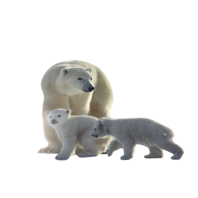 90cm x60cm polar bear photo 