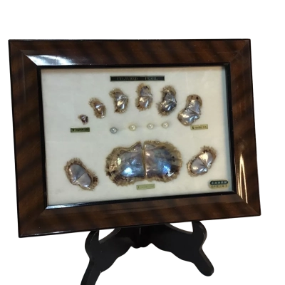 Framed Collection of Cultured Pearl Shells with Pearls 