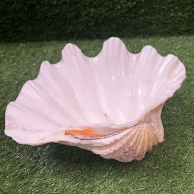 Decorative Resin Clam Shell