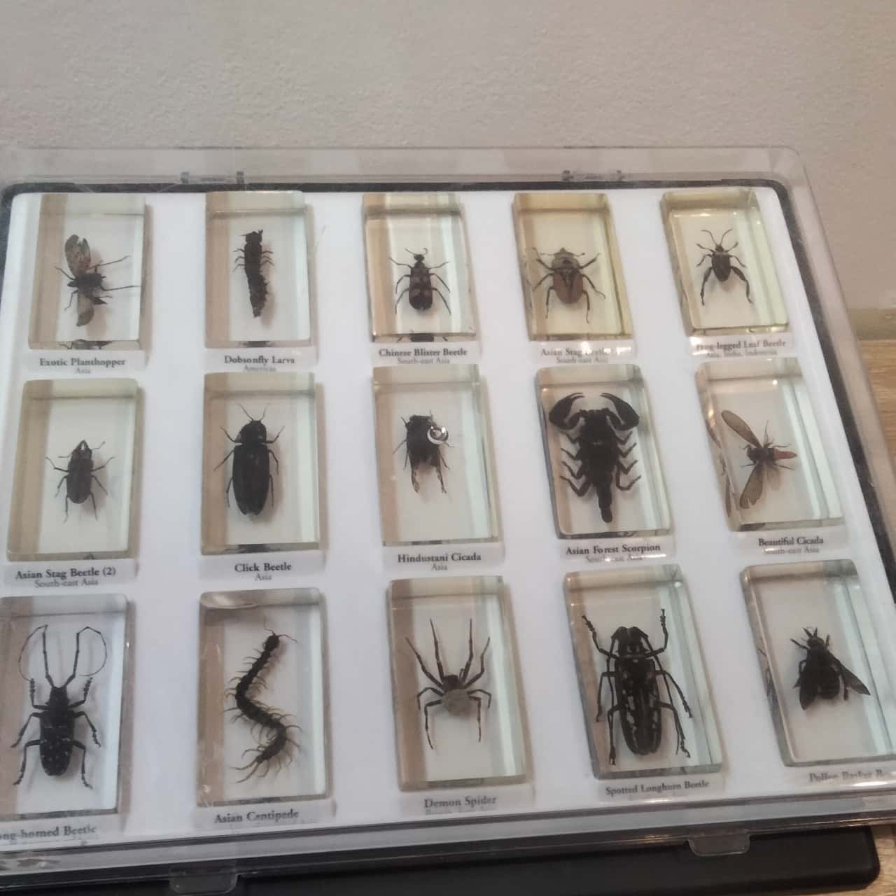 Used Insects Collecting insects in resin in a display case(s) - Used Very Good ...