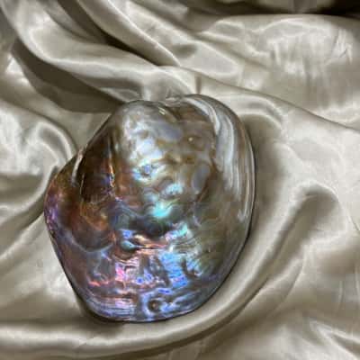 Abalone Shell multicoloured 