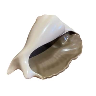 Vintage Poole pottery Conch shell 