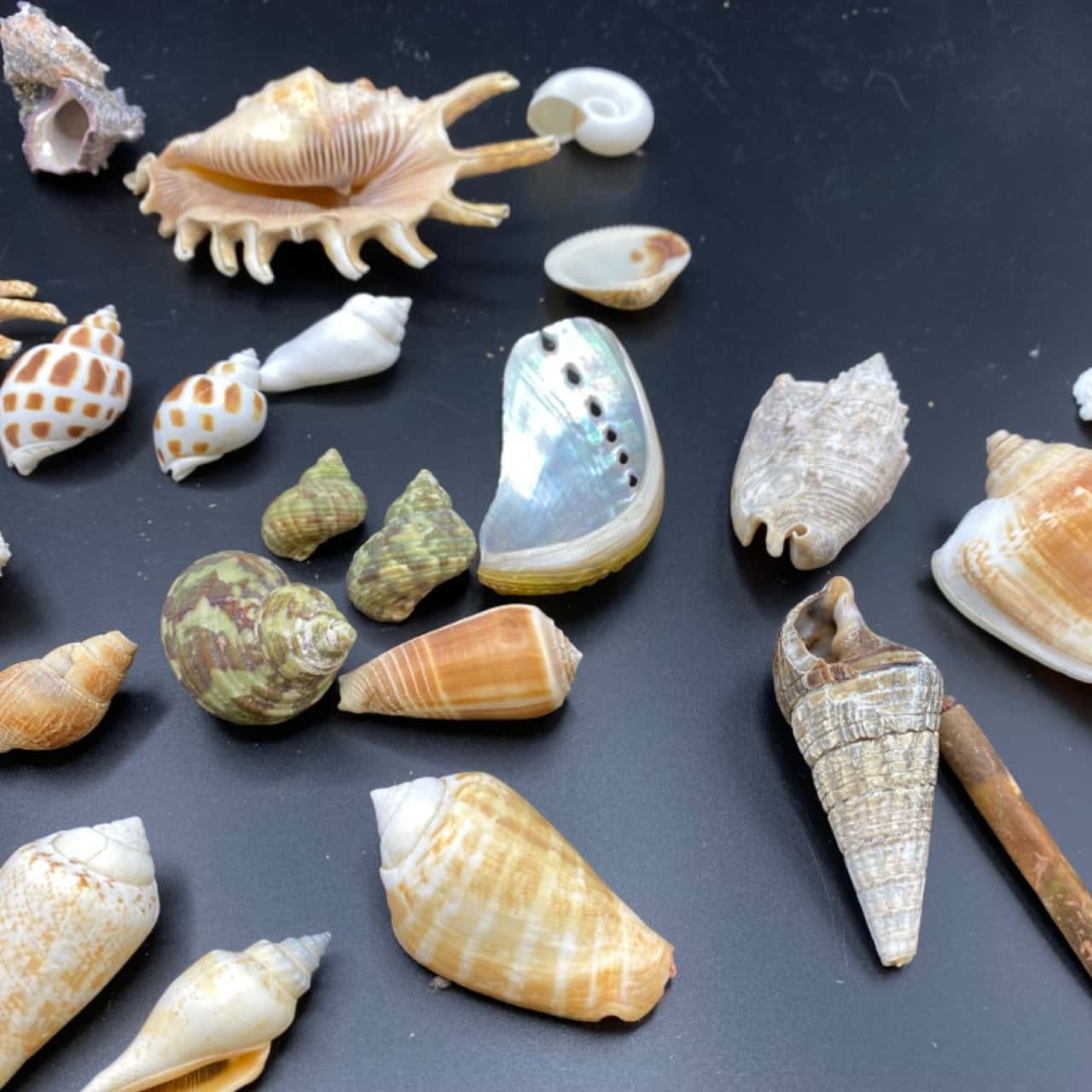 Large Assortment Decorative Beach Shells Amazing Colours, Shapes ...