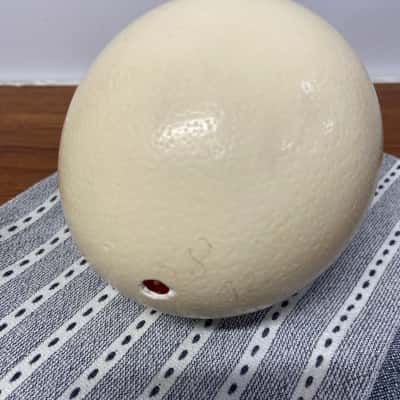 Empty Ostrich Eggshell 