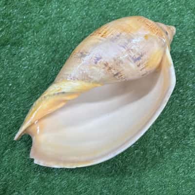 Large Cymbiola Sea Shell 23cm 