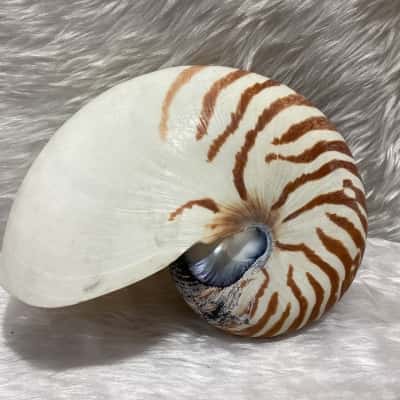 Nautilus Shell