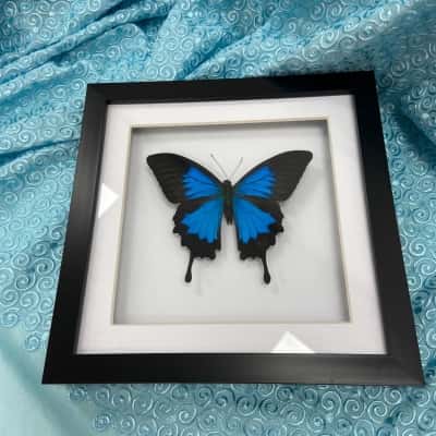Ulysses butterfly specimen framed 