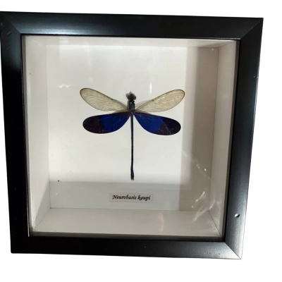 Framed NEUROBASIS KAUPI