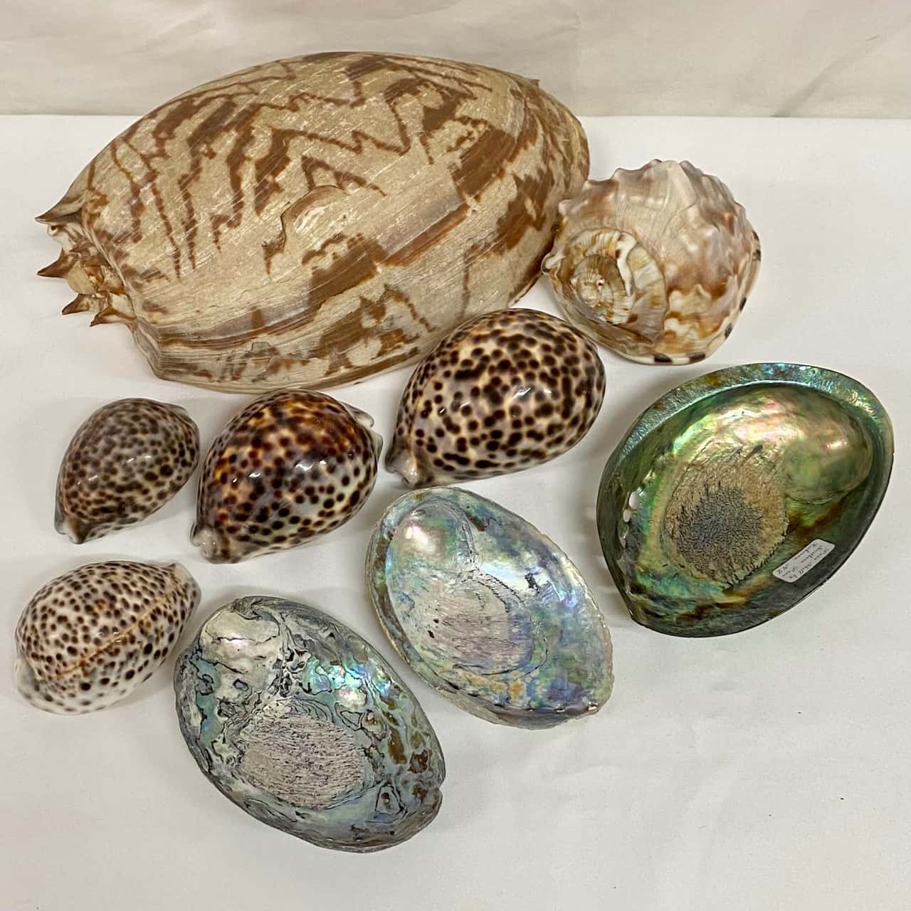 Used Shells 9 x Shells(s) - Used Very Good | Salvos Stores