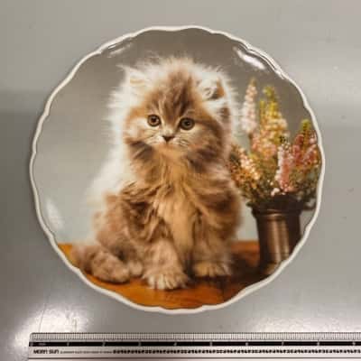 Royal Albert Bone China England Cute Kittens Collection ‘Misty’ ‘Socks’ And ‘Fluffy’ Decorative Display Plates