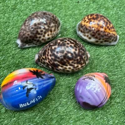 Tiger Cowrie & Painted Fiji Shells x 5