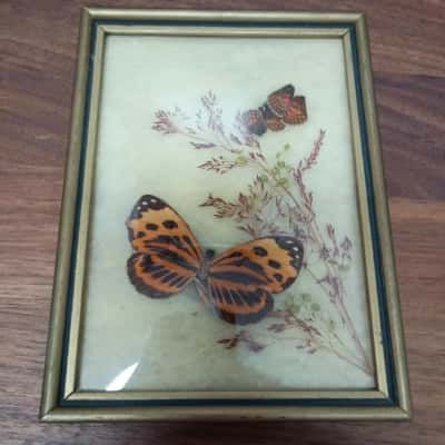 Tropenzauber Butterfly In Glass - Chaleemis
