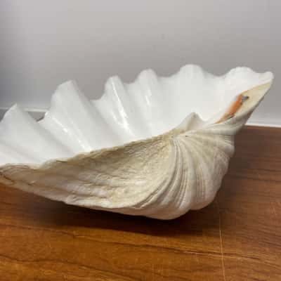 Giant natural half clam shell 