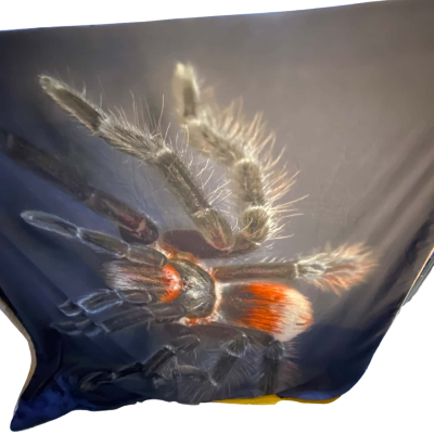 Halloween Themed Spider Queen Size Bed Sheet and Pillow Cases 