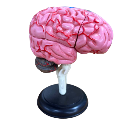 Human Brain Model
