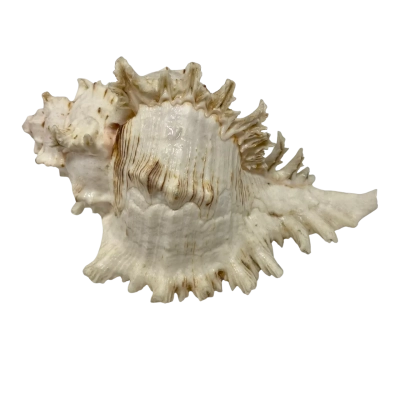 Natural Murex Sea Shell 18.5cm