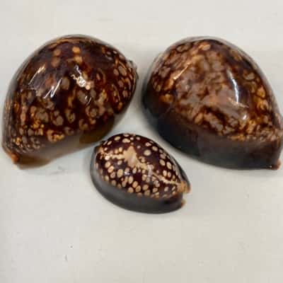 Humpback Cowrie Shells Set/3