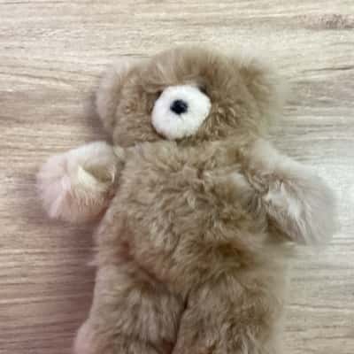 Teddy bear