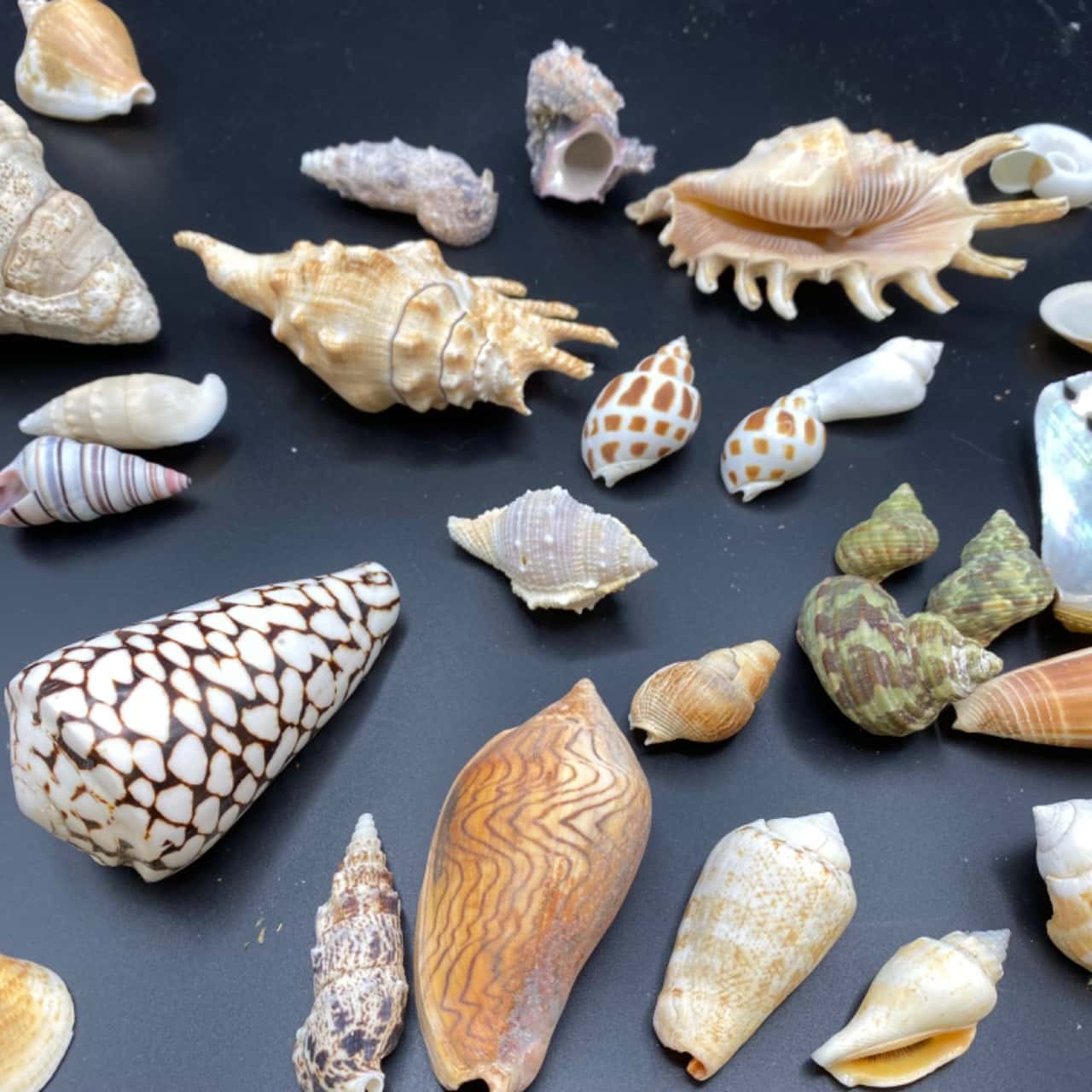 Shell Saheps Large Assortment Decorative Beach Shells Amazing Colours, Shapes ...