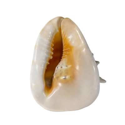 Cassis Cornuta Shell