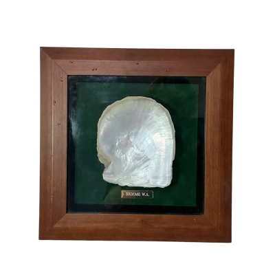Framed Polished Pearl Oyster Shell from South Sea Pearl Shell Broome WA