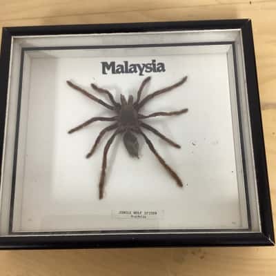 Malaysian Wolf Spider in Glass Frame