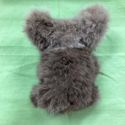 Vintage Musical Koala Bear (sh)