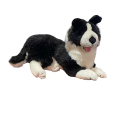 Bocchetta starsky border collie